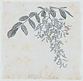 Botanical illustration: Virgilia, Félix Leblanc (French, born Paris, 1823), Steel engraving