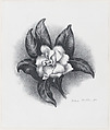 Gardenia, Victoria Hutson Huntley American, Lithograph