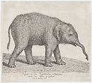 A Young Elephant, Johann Heinrich Tischbein the Younger German, Etching and aquatint