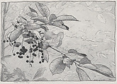 Choke Cherries, Bolton Brown American, Lithograph