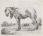 Horse standing on a meadow in profile to left, Adam von Bartsch Austrian, Etching; second state of two (Rieger)