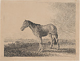 Horse standing on a field in profile to left, Adam von Bartsch Austrian, Etching and engraving; fourth state of four (Rieger)