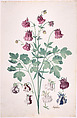 A Columbine or Granny's Bonnet (Aquilegia), with Additional Studies of Flowers, Pieter Holsteyn II Dutch, Brush and gray ink, watercolor, gouache
