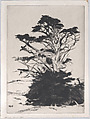 Old and Young Cypress, Ernest Haskell  American, Drypoint