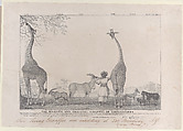 The Majestic and Graceful Giraffes, or Cameleopards, with some Rare Animals of the Gazelle Species, Edward Williams Clay American, Lithograph
