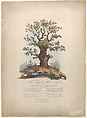 The Royal Allied Oak and Self-Created Mushroom Kings, (?) William Heath ('Paul Pry') (British, Northumbria 1794/95–1840 Hampstead), Hand-colored etching