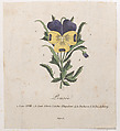 Pansy with hidden silhouettes, Anonymous , French, early 19th century, Hand-colored etching