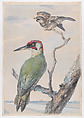 A Green Woodpecker and a Sparrow in a Tree, Aert Schouman  Netherlandish, Watercolor and body-color, over traces of graphite; framing lines in graphite