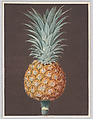 The Brown Havannah Pine, George Brookshaw British, Aquatint and stipple, printed in color with hand coloring