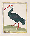 Courly à tête nu, du Cap de bonne Esperance (Bald Ibis from the Cape of Good Hope), from "Histoire Naturelle de Oiseaux", François Nicolas Martinet French, Hand-colored etching and engraving