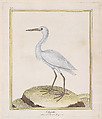 L'Aigrette (Egret), from "Histoire Naturelle de Oiseaux", François Nicolas Martinet French, Hand-colored etching and engraving