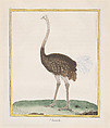 Autruche (Ostrich), from "Histoire Naturelle de Oiseaux", François Nicolas Martinet French, Hand-colored etching and engraving