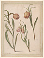 Study of Three Fritillaries, Herman Saftleven II  Dutch, Watercolor