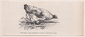 Poule métisse, croisée cochinchinois et normand, from "Le Magasin Pittoresque", Charles Jacque  French, Wood engraving