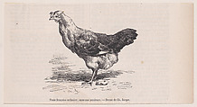 Poule française ordinaire; mauvaise pondeuse, from "Le Magasin Pittoresque", Charles Jacque  French, Wood engraving