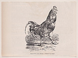 Coq de ferme; race commune, from "Le Magasin Pittoresque", Charles Jacque  French, Wood engraving