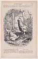 Silkie Cock and Hens, from "Le Magasin Pittoresque", Charles Jacque French, Wood engraving