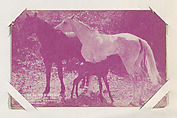 Rex "King of Wild Horses", His Wife Mary and Son Getting his Dinner from Western Stars or Scenes Exhibit Cards series (W412), Exhibit Supply Company  American, Commercial color photolithograph