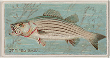 Striped Bass, from the series Fishers and Fish (N74) for Duke brand cigarettes, Knapp & Company American, Commercial color lithograph