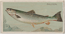 Salmon, from the series Fishers and Fish (N74) for Duke brand cigarettes, Knapp & Company American, Commercial color lithograph