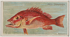 Red Snapper, from the series Fishers and Fish (N74) for Duke brand cigarettes, Knapp & Company American, Commercial color lithograph