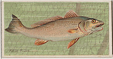 Red Fish, from the series Fishers and Fish (N74) for Duke brand cigarettes, Knapp & Company American, Commercial color lithograph