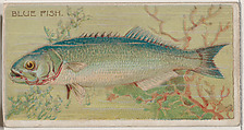 Blue Fish, from the series Fishers and Fish (N74) for Duke brand cigarettes, Knapp & Company American, Commercial color lithograph