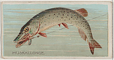 Muskallonge, from the series Fishers and Fish (N74) for Duke brand cigarettes, Knapp & Company American, Commercial color lithograph