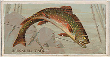 Speckled Trout, from the series Fishers and Fish (N74) for Duke brand cigarettes, Knapp & Company American, Commercial color lithograph