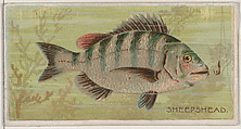 Sheepshead, from the series Fishers and Fish (N74) for Duke brand cigarettes, Knapp & Company American, Commercial color lithograph