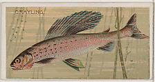 Grayling, from the series Fishers and Fish (N74) for Duke brand cigarettes, Knapp & Company American, Commercial color lithograph