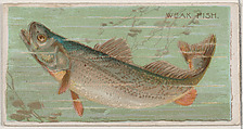 Weak Fish, from the series Fishers and Fish (N74) for Duke brand cigarettes, Knapp & Company American, Commercial color lithograph
