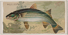 Mullet, from the series Fishers and Fish (N74) for Duke brand cigarettes, Knapp & Company American, Commercial color lithograph