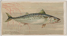Mackerel, from the series Fishers and Fish (N74) for Duke brand cigarettes, Knapp & Company American, Commercial color lithograph