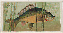 Carp, from the series Fishers and Fish (N74) for Duke brand cigarettes, Knapp & Company American, Commercial color lithograph