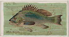 Sea Bass, from the series Fishers and Fish (N74) for Duke brand cigarettes, Knapp & Company American, Commercial color lithograph