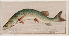 Pickerel, from the series Fishers and Fish (N74) for Duke brand cigarettes, Knapp & Company American, Commercial color lithograph