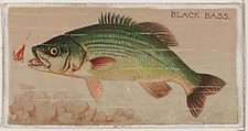 Black Bass, from the series Fishers and Fish (N74) for Duke brand cigarettes, Knapp & Company American, Commercial color lithograph