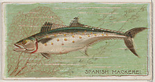 Spanish Mackerel, from the series Fishers and Fish (N74) for Duke brand cigarettes, Knapp & Company American, Commercial color lithograph