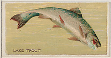 Lake Trout, from the series Fishers and Fish (N74) for Duke brand cigarettes, Knapp & Company American, Commercial color lithograph