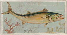 Bonito, from the series Fishers and Fish (N74) for Duke brand cigarettes, Knapp & Company American, Commercial color lithograph