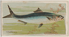 Herring, from the series Fishers and Fish (N74) for Duke brand cigarettes, Knapp & Company American, Commercial color lithograph