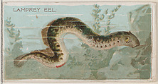 Lamprey Eel, from the series Fishers and Fish (N74) for Duke brand cigarettes, Knapp & Company American, Commercial color lithograph