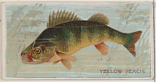Yellow Perch, from the series Fishers and Fish (N74) for Duke brand cigarettes, Knapp & Company American, Commercial color lithograph