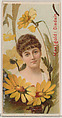 Marigold: Disdain, from the series Floral Beauties and Language of Flowers (N75) for Duke brand cigarettes, American Tobacco Company, Commercial color lithograph