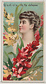 Gladiola: On the Defensive, from the series Floral Beauties and Language of Flowers (N75) for Duke brand cigarettes, American Tobacco Company, Commercial color lithograph