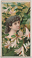 Honeysuckle: Fidelity, from the series Floral Beauties and Language of Flowers (N75) for Duke brand cigarettes, American Tobacco Company, Commercial color lithograph