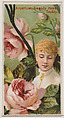 American Beauty Rose: Timidity, from the series Floral Beauties and Language of Flowers (N75) for Duke brand cigarettes, American Tobacco Company, Commercial color lithograph