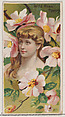 Wild Rose: Poetry, from the series Floral Beauties and Language of Flowers (N75) for Duke brand cigarettes, American Tobacco Company, Commercial color lithograph
