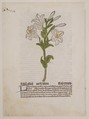 White Lily, from "Gart der Gesundheit", Anonymous, German, 15th century, Hand-colored woodcut